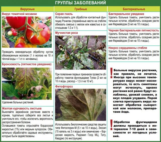 Заболевания томатов: вирусные, грибные, бактериальные Заболевания томатов: вирусные, грибные, бактериальные