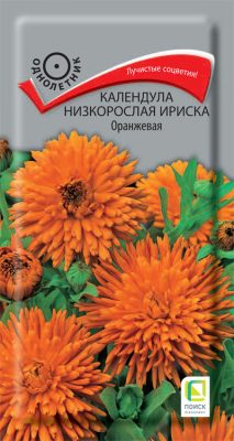 Семена растения календула низкорослая «Ириска Оранжевая» Семена растения календула низкорослая «Ириска Оранжевая»