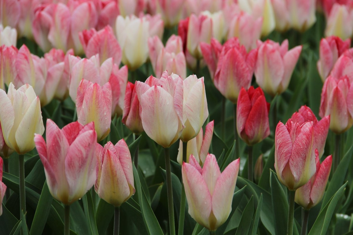 Тюльпан фостера «Флейминг Пуриссима» (Tulipa fosteriana 'Flaming Purissima')