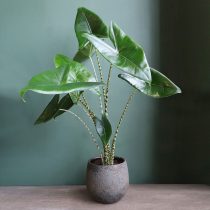 Алоказия зебрина (Alocasia zebrina) Алоказия зебрина (Alocasia zebrina)