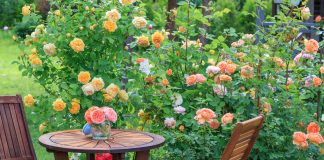 Английские и канадские розы в холодном климате - Декоративные кустарники Английские и канадские розы в холодном климате