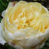 Английская роза «Зе Пилгрим» (The Pilgrim) — цветки портятся от дождя