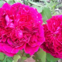 Английская роза «Уильям Шекспир» (William Sheakespeare) — очень ароматный сорт