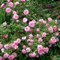 Канадская роза «Джон Дэвис» (John Davis) в полном цвету