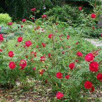 Канадская роза «Аделаида Худлесс» (Adelaide Hoodless) цветёт кистями