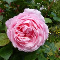 Английская роза «Бразе Кэдфел» (Brother Cadfael) — не поникающие цветки