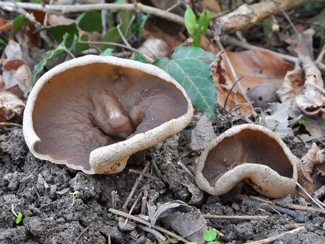 Дисцина жилковатая (Discina venosa) Дисцина жилковатая (Discina venosa)