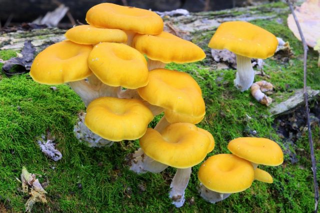 Вешенка лимонная (Pleurotus citrinopileatus) Вешенка лимонная (Pleurotus citrinopileatus)