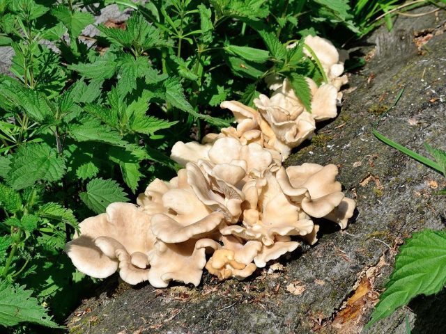 Вешенка лёгочная, или вешенка весенняя (Pleurotus pulmonarius) Вешенка лёгочная, или вешенка весенняя (Pleurotus pulmonarius)