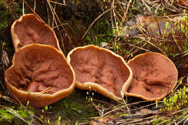 Дисцина щитовидная (Discina ancilis) Дисцина щитовидная (Discina ancilis)