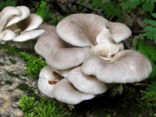Вешенка рожковидная (Pleurotus cornucopiae) Вешенка рожковидная (Pleurotus cornucopiae)