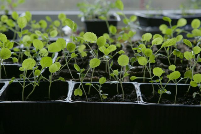 Рассаду брюссельской капусты лучше выращивать на защищенном балконе, в теплом парнике, теплице или в рассаднике