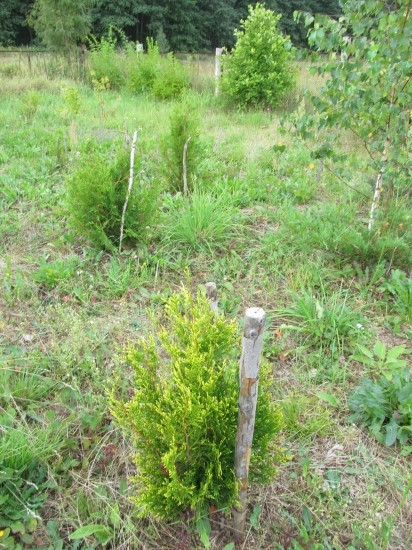Вересковый сад фото 2014 года Вересковый сад фото 2014 года