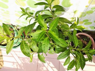 Гинура распростертая (Gynura procumbens) Гинура распростертая (Gynura procumbens)