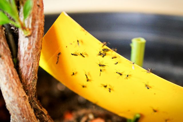 Грибные комарики — как защитить комнатные растения и рассаду?