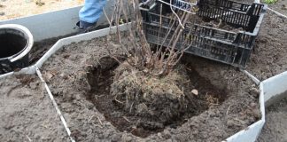 Как пересадить крупнолистную гортензию правильно
