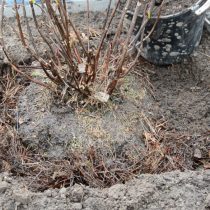 Поместите саженец в посадочную яму и хорошо пролейте водой Поместите саженец в посадочную яму и хорошо пролейте водой