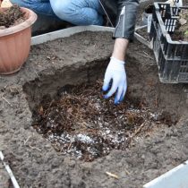 Подготовьте яму, насыпьте на дно хвойный опад, внесите удобрения, затем засыпьте слой компоста Подготовьте яму, насыпьте на дно хвойный опад, внесите удобрения, затем засыпьте слой компоста
