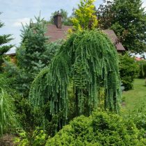 Европейская лиственница (Larix decidua), сорт «Пендула» (Pendula) Европейская лиственница (Larix decidua), сорт «Пендула» (Pendula)