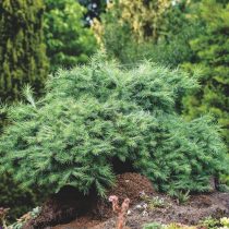 Лиственница японская (Larix kaempferi), сорт «Блу дварф» (Blue Dwarf) Лиственница японская (Larix kaempferi), сорт «Блу дварф» (Blue Dwarf)
