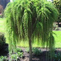 Европейская лиственница (Larix decidua), сорт «Репенс» (Repens) Европейская лиственница (Larix decidua), сорт «Репенс» (Repens)