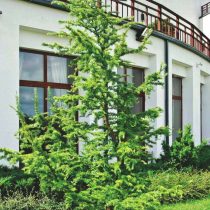Лиственница японская (Larix kaempferi), сорт «Диана» (Diana) Лиственница японская (Larix kaempferi), сорт «Диана» (Diana)