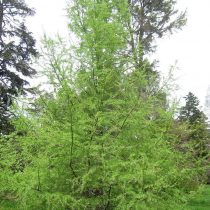 Лиственница сибирская (Larix sibirica) Лиственница сибирская (Larix sibirica)