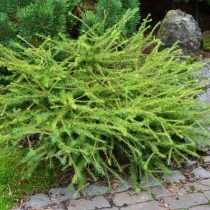 Лиственница американская, или восточная (Larix laricina), сорт «Аретуза Бог» (Arethusa Bog) Лиственница американская, или восточная (Larix laricina), сорт «Аретуза Бог» (Arethusa Bog)