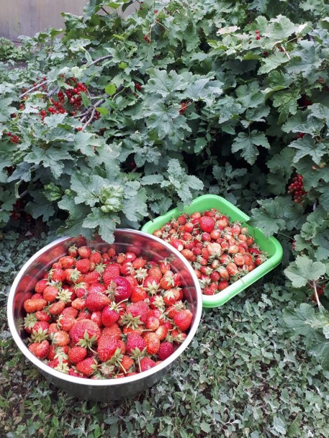 Урожай клубники Урожай клубники