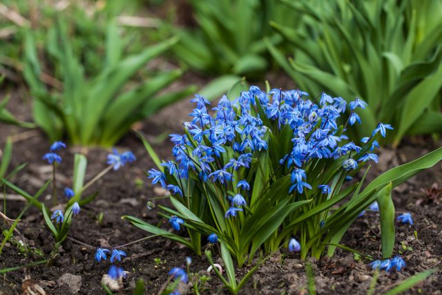 Пролеска сибирская (Scilla siberica) Пролеска сибирская (Scilla siberica)