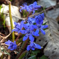 Пролеска двулистная (Scilla bifolia) Пролеска двулистная (Scilla bifolia)