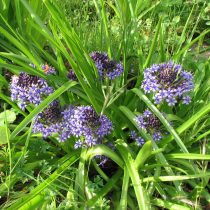Пролеска перуанская (Scilla peruviana) Пролеска перуанская (Scilla peruviana)