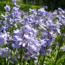Гиацинтоидес испанский (Hyacinthoides hispanica), в прошлом — пролеска испанская (Scilla hispanica) Гиацинтоидес испанский (Hyacinthoides hispanica), в прошлом — пролеска испанская (Scilla hispanica)
