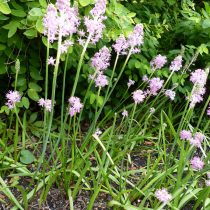 Пролеска пролесковидная (Scilla scilloides), или барнардия японская (Barnardia japonica) Пролеска пролесковидная (Scilla scilloides), или барнардия японская (Barnardia japonica)
