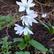 Пролеска Тубергена (Scilla tubergeniana), или пролеска Мищенко (Scilla mischtschenkoana) Пролеска Тубергена (Scilla tubergeniana), или пролеска Мищенко (Scilla mischtschenkoana)