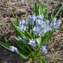 Пролеска пушкиниевидная (Scilla puschkinioides) Пролеска пушкиниевидная (Scilla puschkinioides)