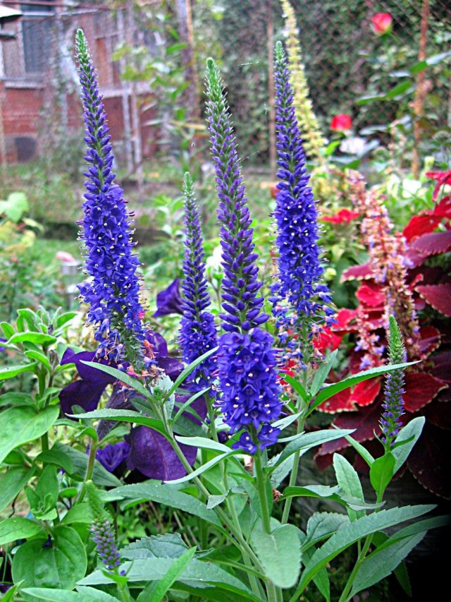 Вероника колосковая (Veronica spicata) Вероника колосковая (Veronica spicata)