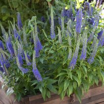 Вероника «Блю Букет» (Blue Bouquet) Вероника «Блю Букет» (Blue Bouquet)