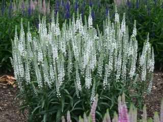 Вероника «Увайт Вандс» (White Wands) Вероника «Увайт Вандс» (White Wands)
