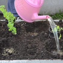 Пролейте лунки водой Пролейте лунки водой