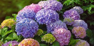 Гортензия — секреты цветного превращения