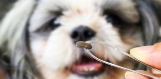 Укусы собак клещами — как уберечь питомца?