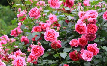 10 правил по-настоящему обильного цветения роз