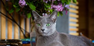 10 самых известных аборигенных пород кошек России