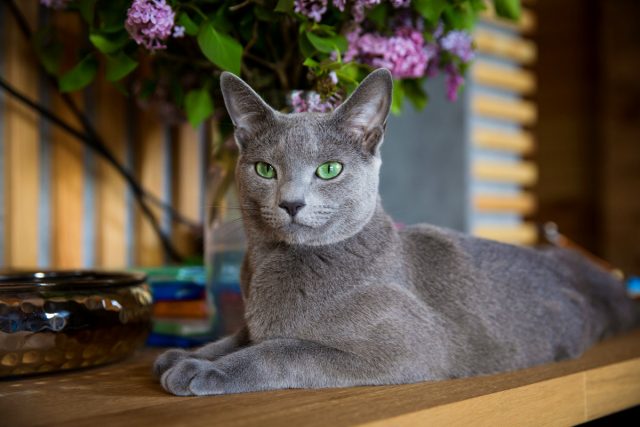 10 самых известных аборигенных пород кошек России