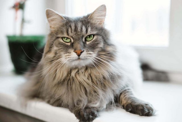 Сибирская кошка Сибирская кошка