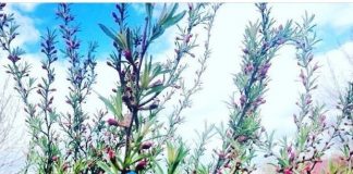 Миндальное дерево в Сибири