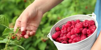 6 эффективных методов увеличения урожая малины
