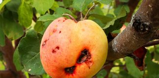 Плодожорка — борьба с прожорливым врагом сада