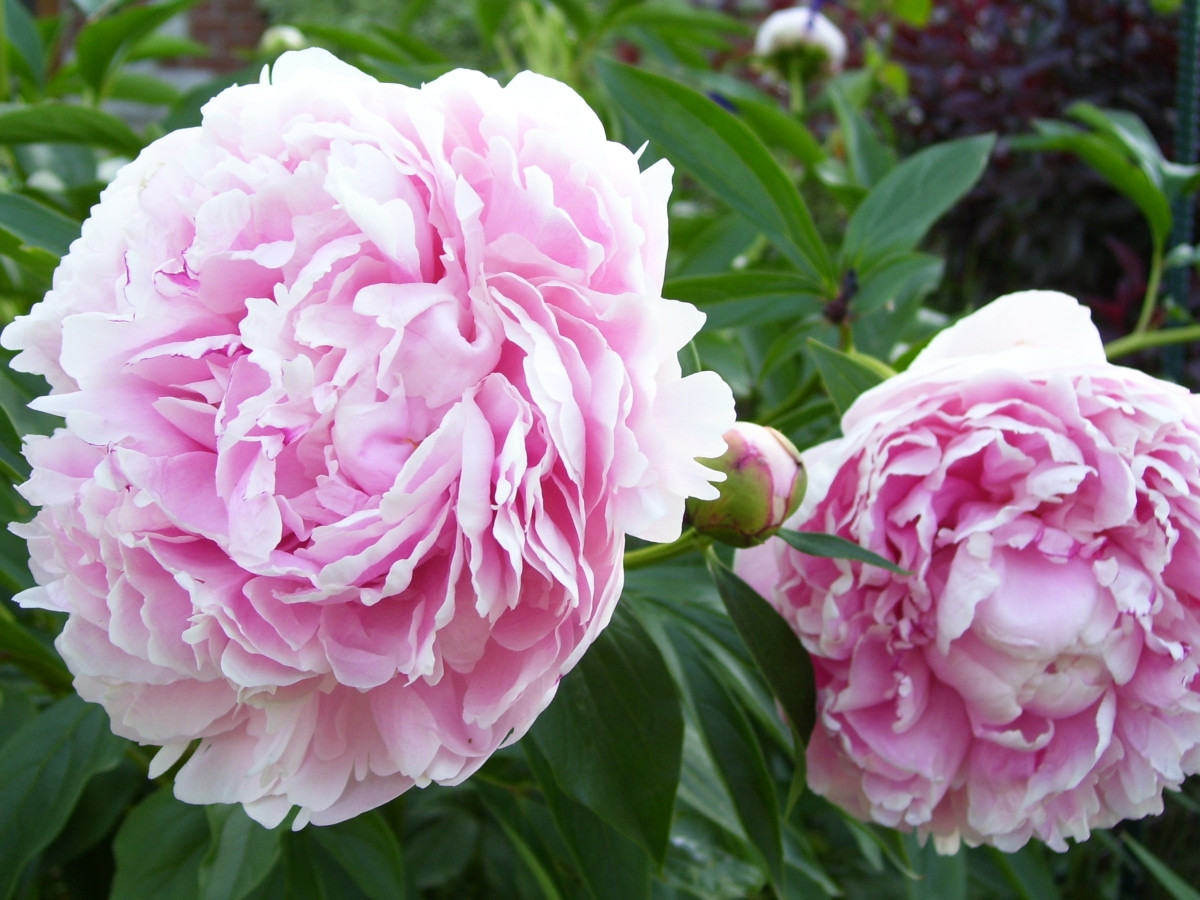 Пион молочноцветковый «Сара Бернар» (Paeonia lactiflora 'Sarah Bernhardt')